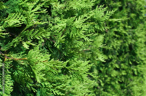 plant  background for design. Close-up  texture of thuja leaves on blurred green background. Selective focus.  Thuja occidentalis  Smaragd.
 Evergreen landscaped garden. Nature concept for design