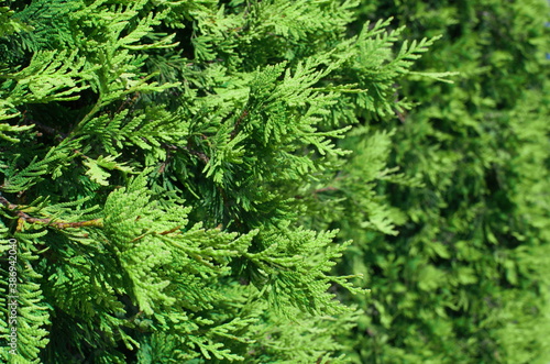 plant  background for design. Close-up  texture of thuja leaves on blurred green background. Selective focus.  Thuja occidentalis  Smaragd.  Evergreen landscaped garden. Nature concept for design