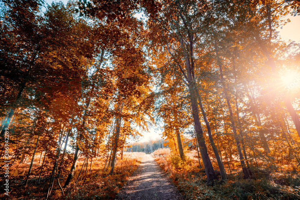 Fototapeta premium Nature trail in autumn going through a forest