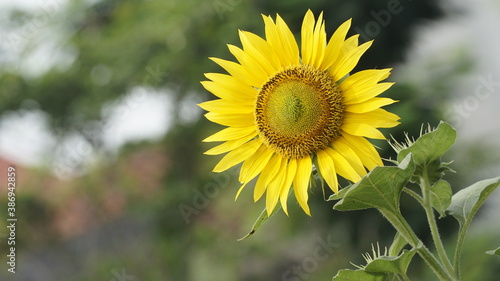 Sunflowers decorate the garden.