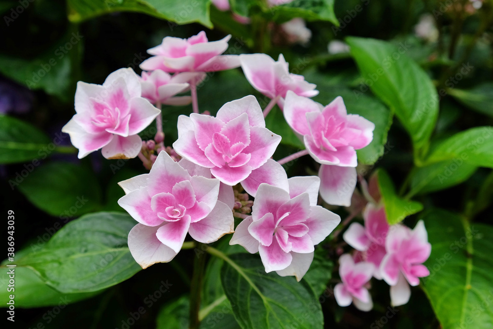 Pink and white lace cap Hydrangea macrophylla 'Stargazer' in flower during the summer months Pink and white lace cap Hydrangea macrophylla 'Stargazer' in flower during the summer months