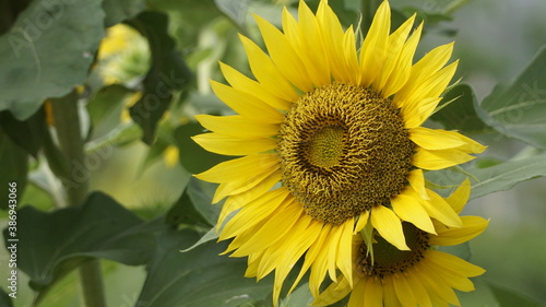 Sunflowers decorate the garden.