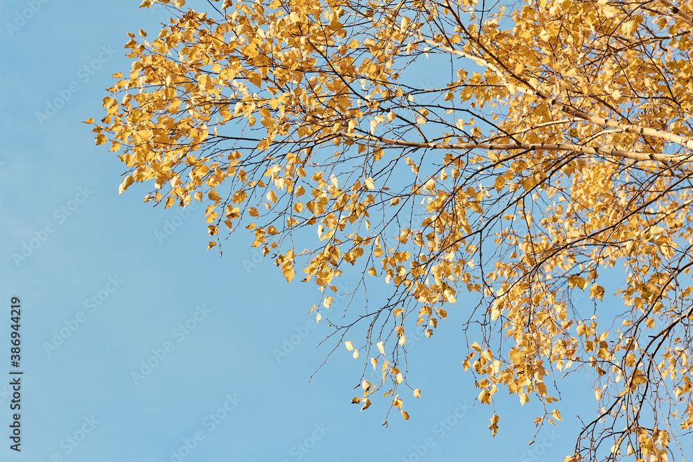 beautiful yellow birch leaves on a background of blue sky at sunset on a warm autumn day beautiful yellow birch leaves on a background of blue sky at sunset on a warm autumn day
