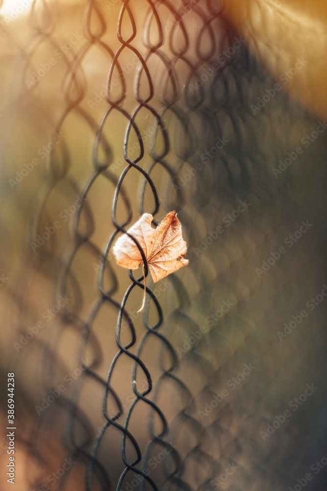autumn leaf stuck in the fence autumn leaf stuck in the fence
