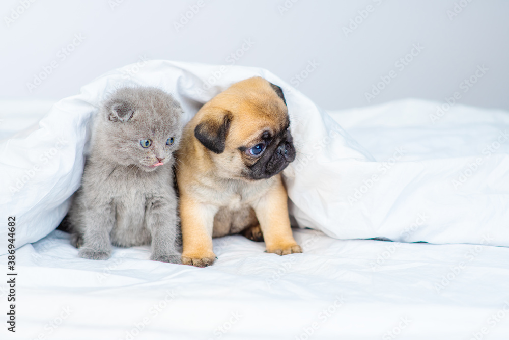A small pug puppy and a small fluffy briton kitten lie next to under a large white blanket on the bed at home