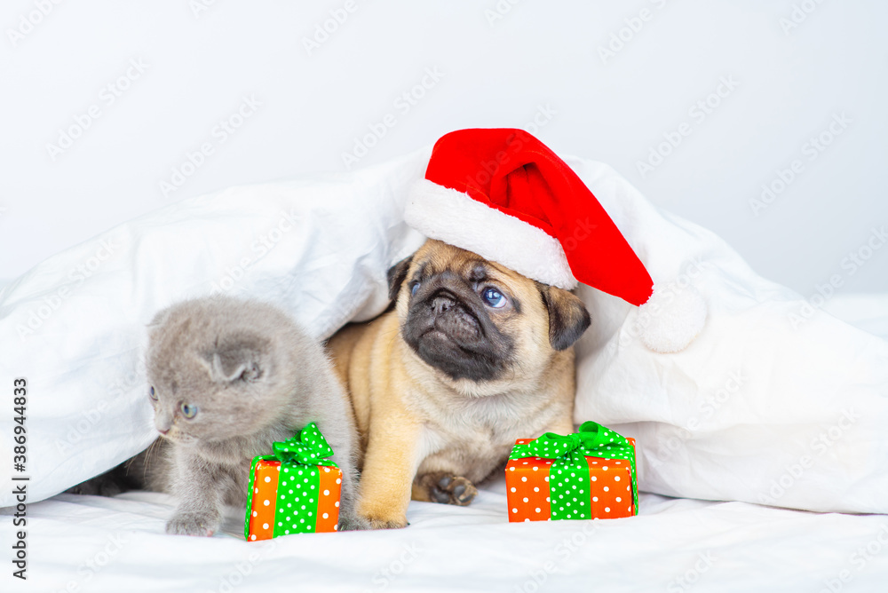 A small pug puppy lies at home under a white blanket next to a small kitten with a santa hat on his head next to two gifts