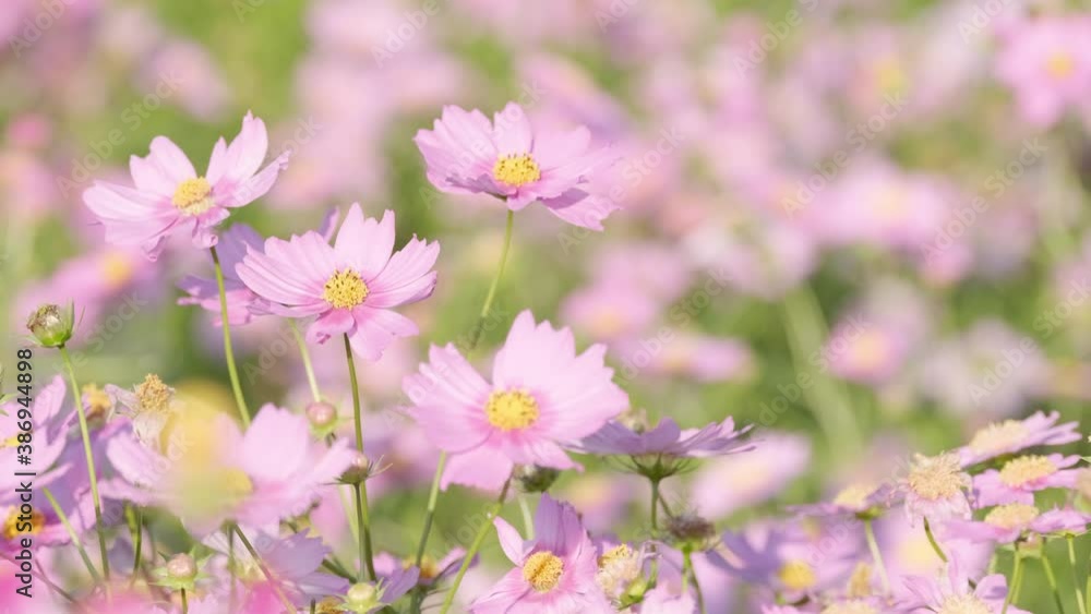 【秋】コスモスの花が花畑で咲いている様子　自然風景	
