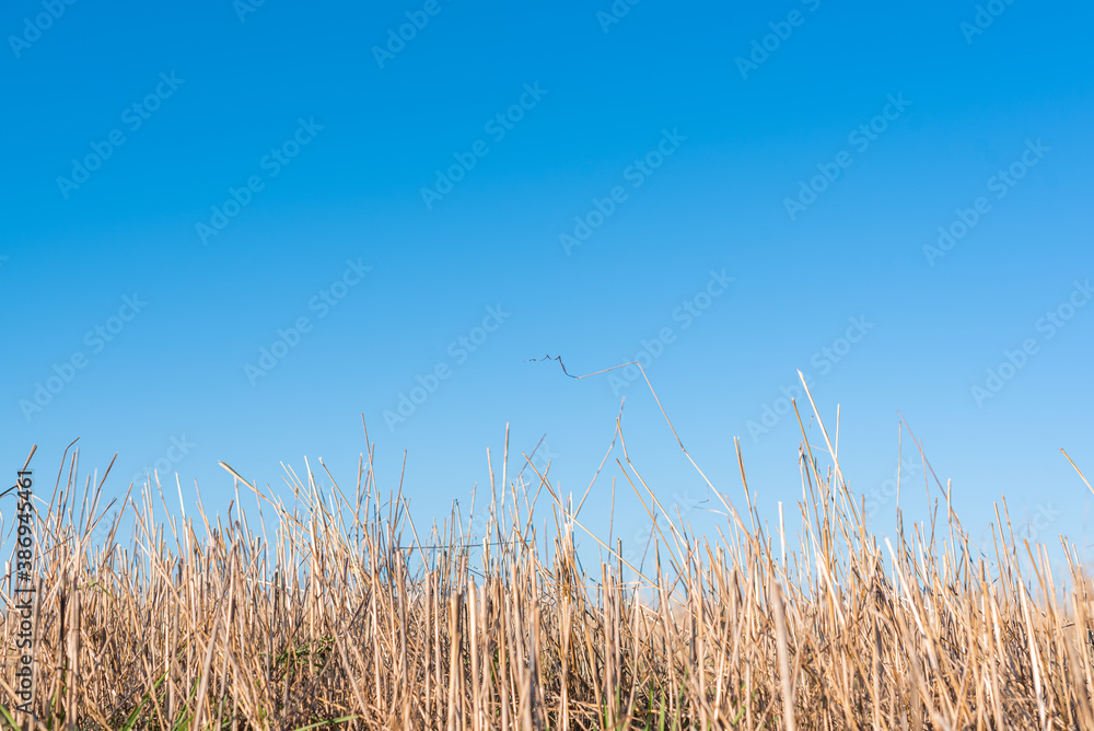 Fototapeta premium Hay straw field golden close-up beautiful summer rural sun landscape bulgaria perspective creative