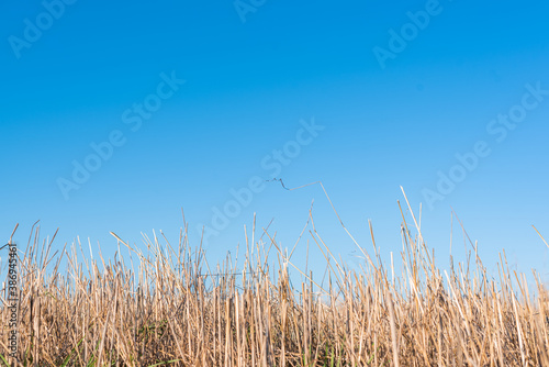 Hay straw field golden close-up beautiful summer rural sun landscape bulgaria perspective creative