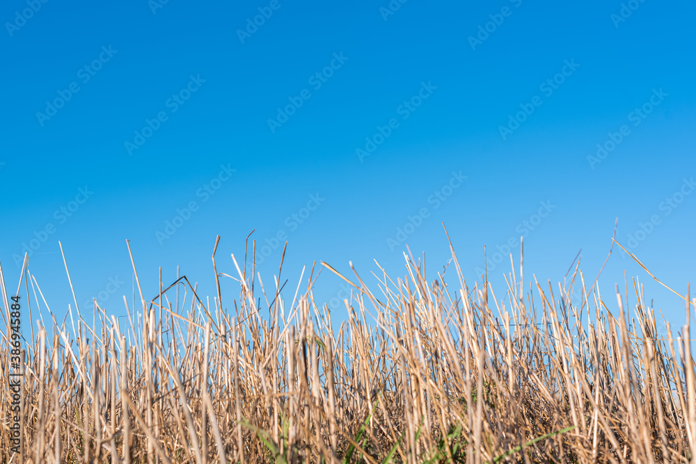 Fototapeta premium Hay straw field golden close-up beautiful summer rural sun landscape bulgaria perspective creative
