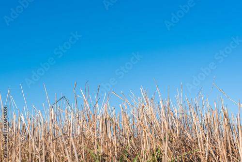 Hay straw field golden close-up beautiful summer rural sun landscape bulgaria perspective creative
