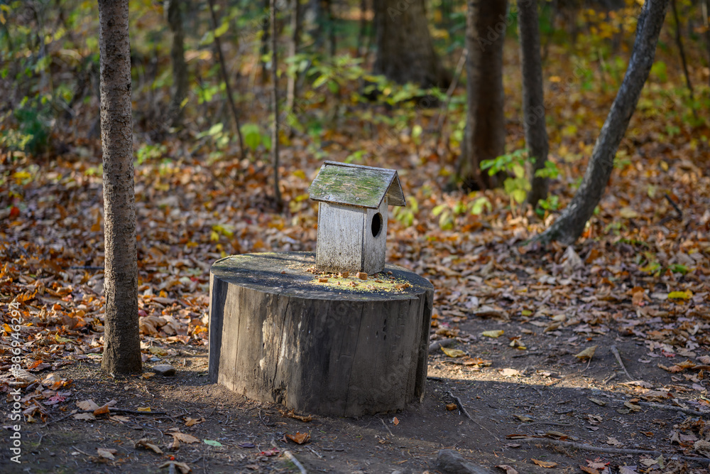 Fototapeta premium Bird feeder in the autumn forest.