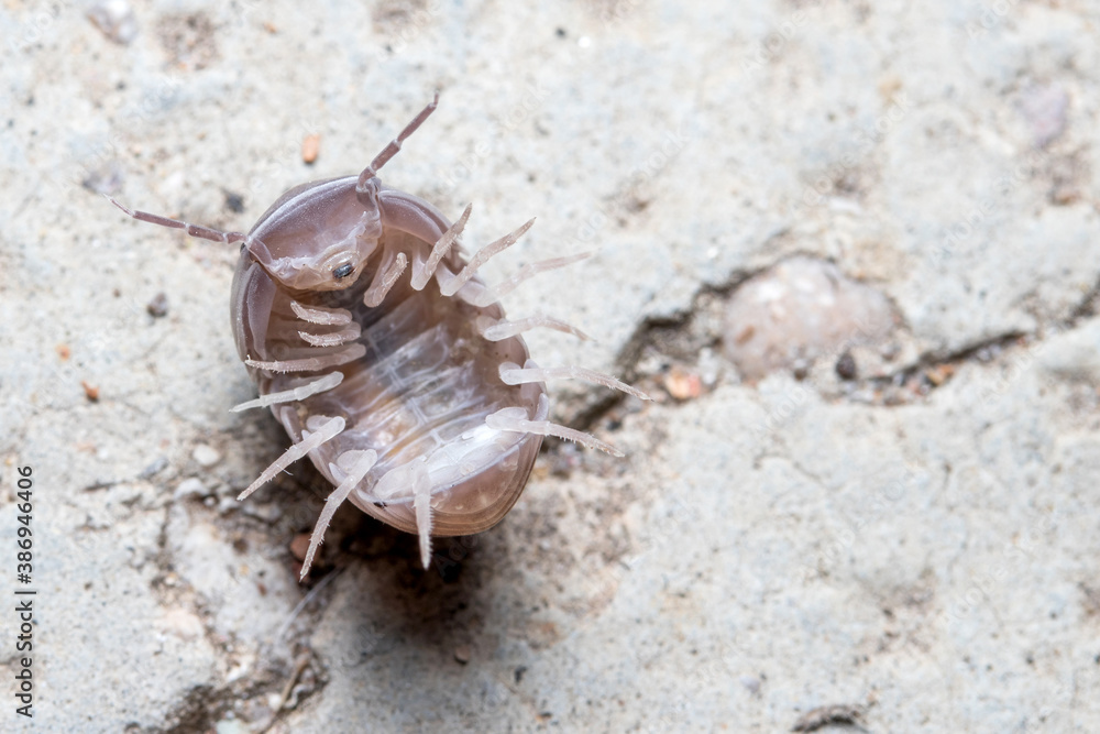 Roly poly bug, Armadillidium vulgare, trying to get on his feet again