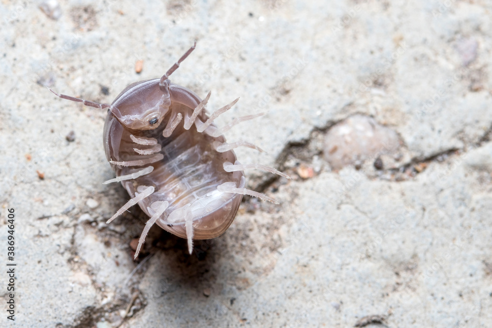 Roly poly bug, Armadillidium vulgare, trying to get on his feet again Roly poly bug, Armadillidium vulgare, trying to get on his feet again