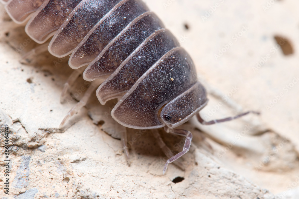 Roly poly bug, Armadillidium vulgare, walking on a concrete floor under the sun Roly poly bug, Armadillidium vulgare, walking on a concrete floor under the sun