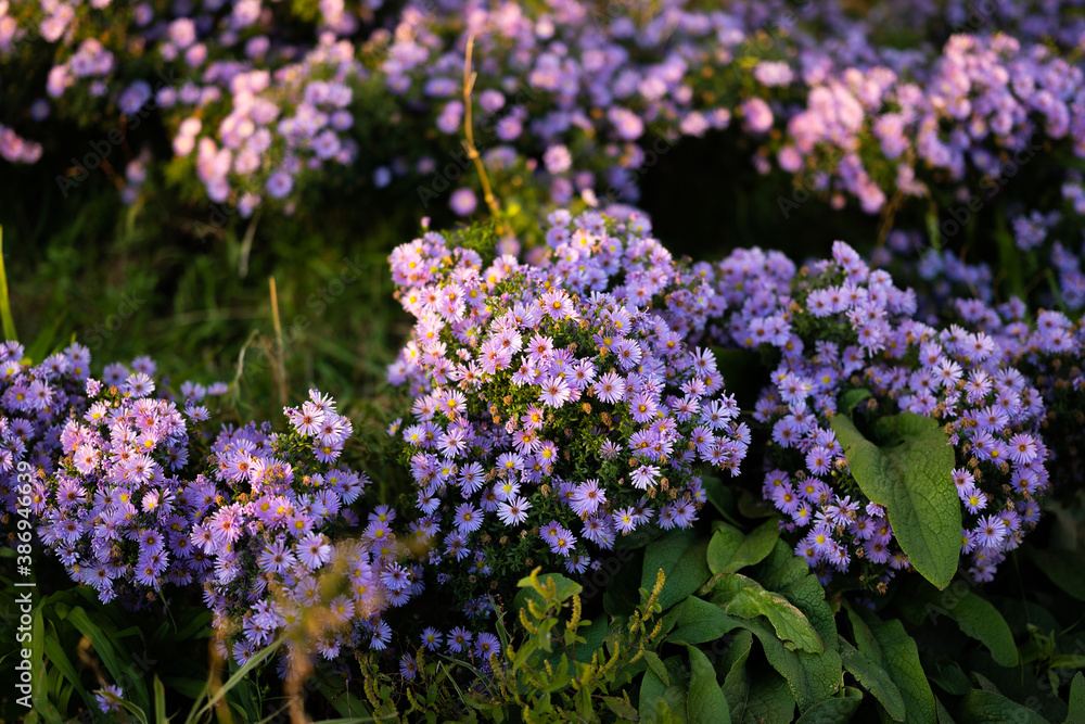 Withered flowers in the garden. Shallow depth of field. Withered flowers in the garden. Shallow depth of field.