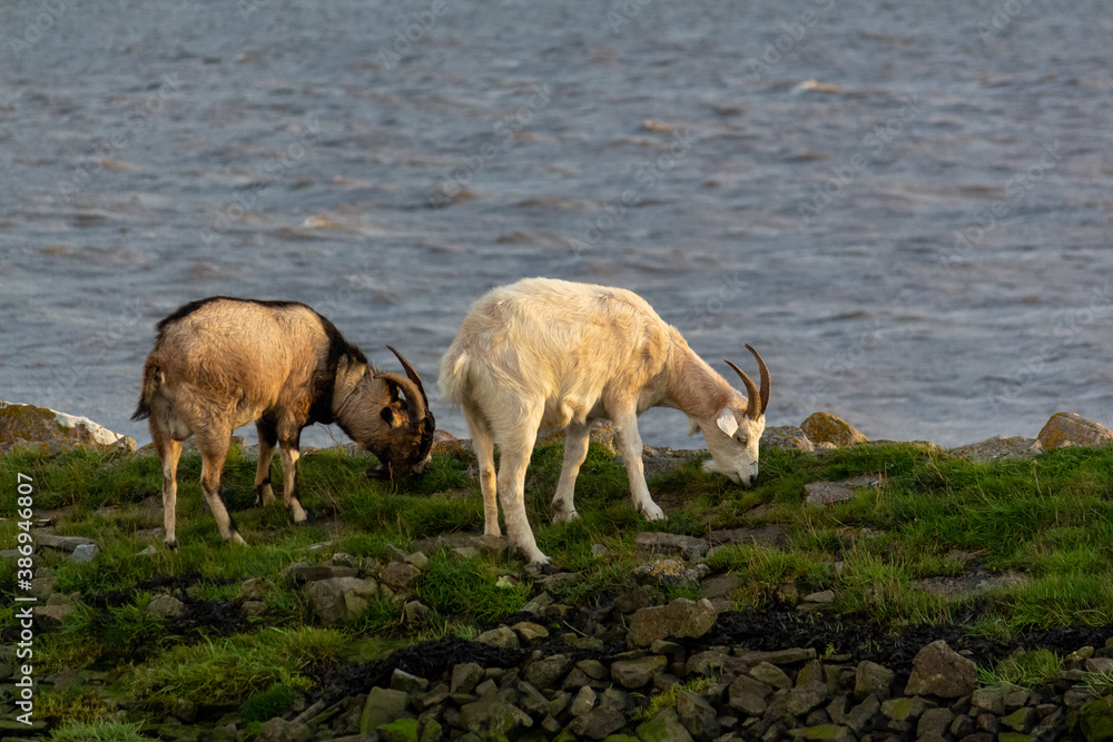Two Goats grazing near the Sea in Evening Sunlight in County Kerry, Ireland