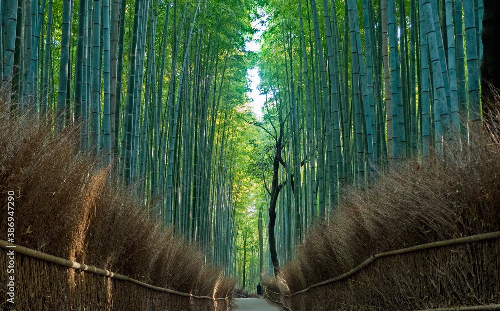 Fototapeta premium 京都嵐山の竹林