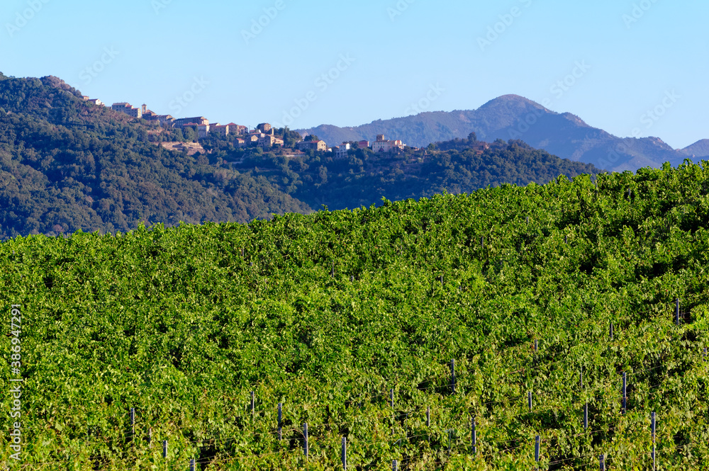 Linguizzetta vineyard in eastern plain of Corsica island