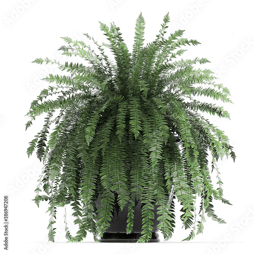  Fern bushes in a white pot isolated on white background