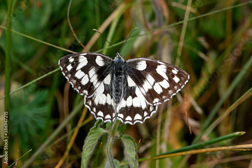 Marbled white // Schachbrett, Damenbrett (Melanargia galathea)  photo