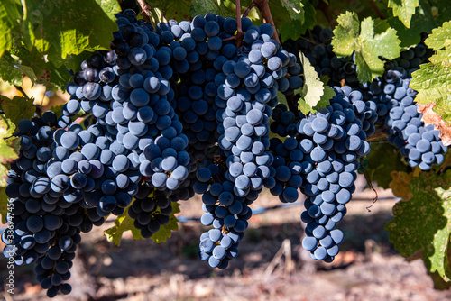 Grapes on Vine at Autumn Harvest Time Okanagan Valley, British Columbia