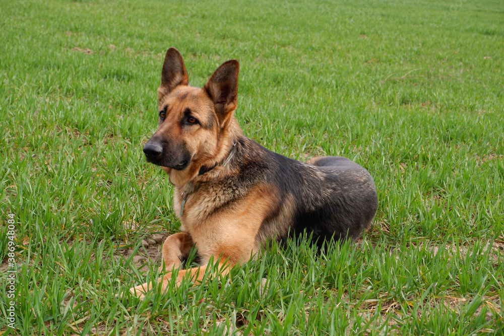Pure breed champion German shepherd dog in show stand on green g Pure breed champion German shepherd dog in show stand on green g