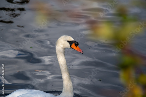 A closeup of mute swan's head. Vancouver BC Canada 