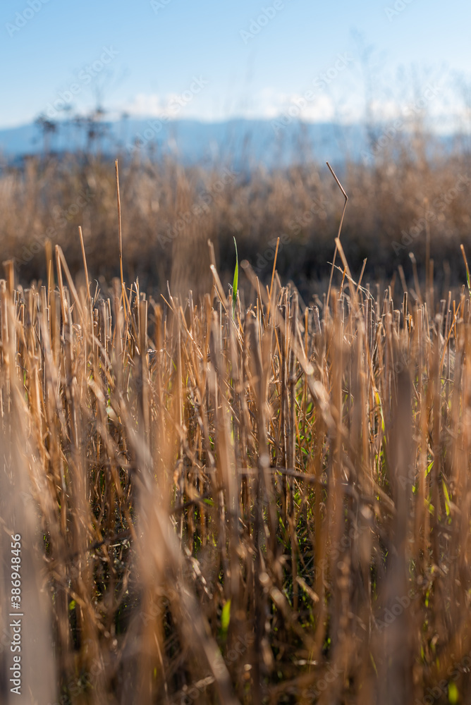 Hay straw field golden close-up beautiful summer rural sun landscape bulgaria perspective creative Hay straw field golden close-up beautiful summer rural sun landscape bulgaria perspective creative