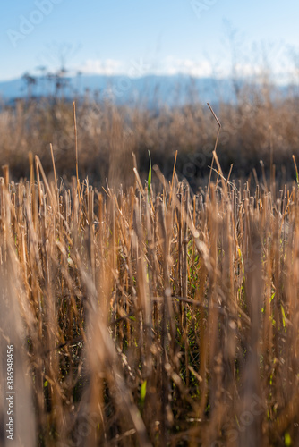 Fototapeta Naklejka Na Ścianę i Meble -  Hay straw field golden close-up beautiful summer rural sun landscape bulgaria perspective creative