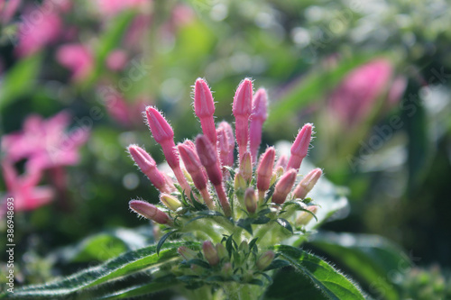 close up of beautiful pink Asoka (Saraca indica) flowers.