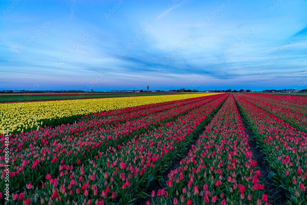 Colorful tulips in sunlight in rows in a long flower field in spirng in Holland
