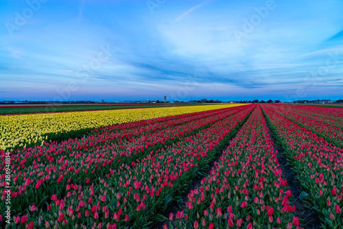 Colorful tulips in sunlight in rows in a long flower field in spirng in Holland