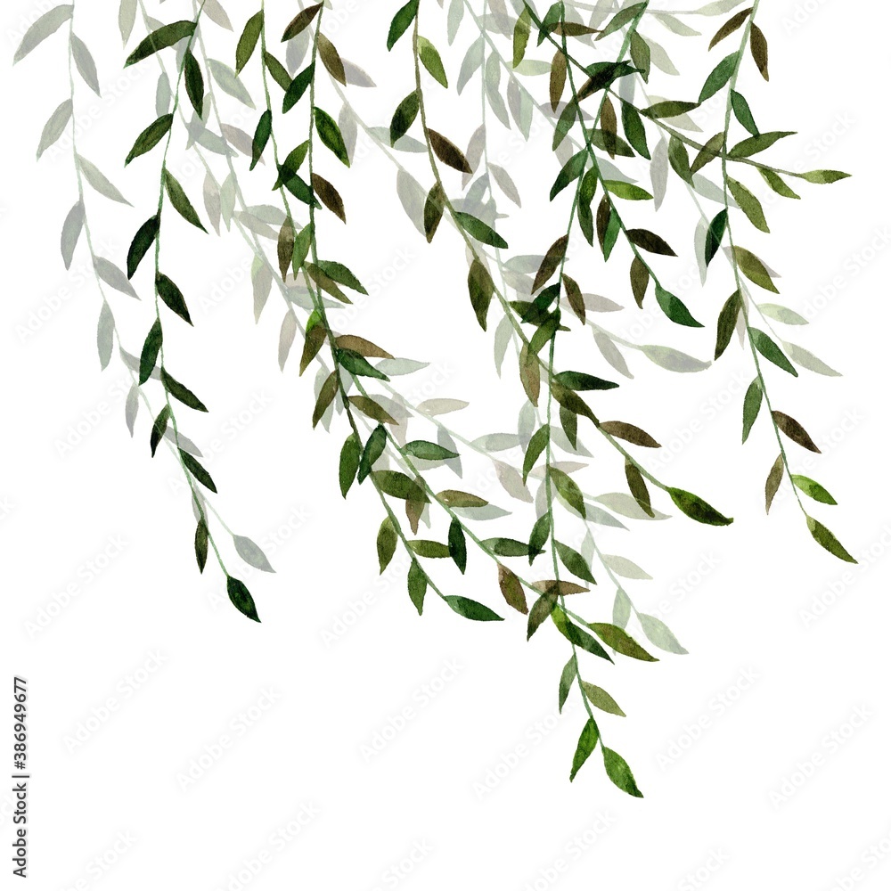 Obraz premium Liana branch with green leaves painted by watercolor on a white background. Watercolor illustration of a branch with grape leaves. A tree or shrub of temperate climates that typically has narrow leave