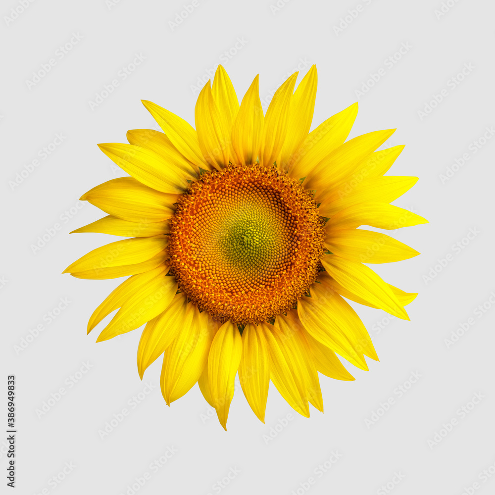 Yellow blossomed sunflower, isolated on white background, top view. Yellow blossomed sunflower, isolated on white background, top view.