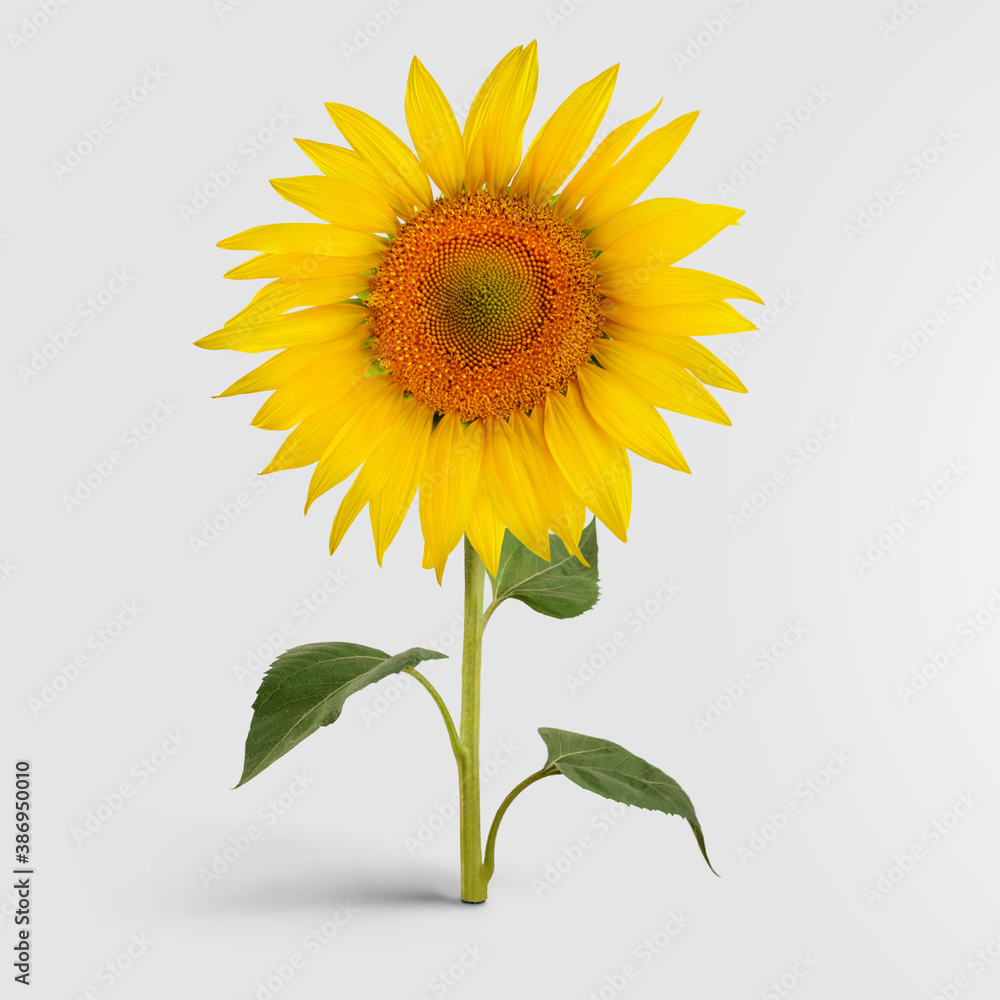 Fototapeta premium A blossomed sunflower with golden petals, standing on a green stem with leaves, harvest object for organic products from seeds.