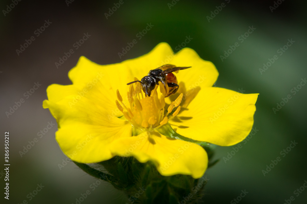 The buttercup sp. (lat. Ranunculus), of the family Ranunculaceae, and a bug. The buttercup sp. (lat. Ranunculus), of the family Ranunculaceae, and a bug.