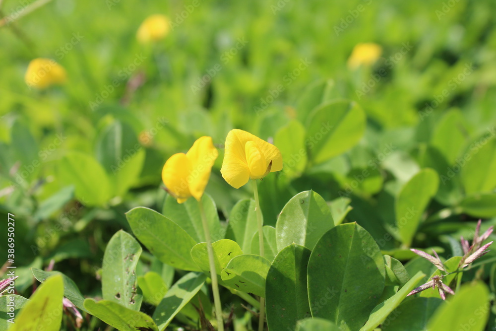 beautiful yellow flowers in the garden beautiful yellow flowers in the garden