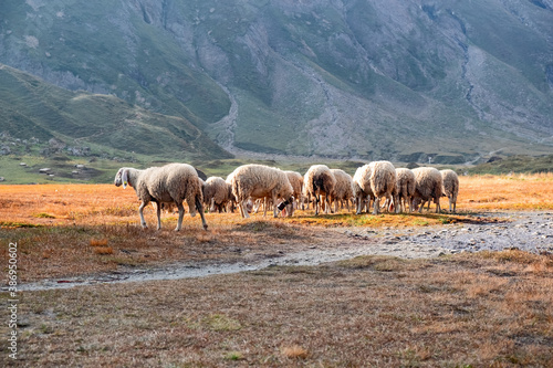 Sheep grazing in the high altitude meadows in autumn.