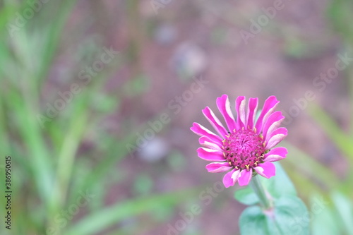 defocused of pink zinnia flower with blurred background
