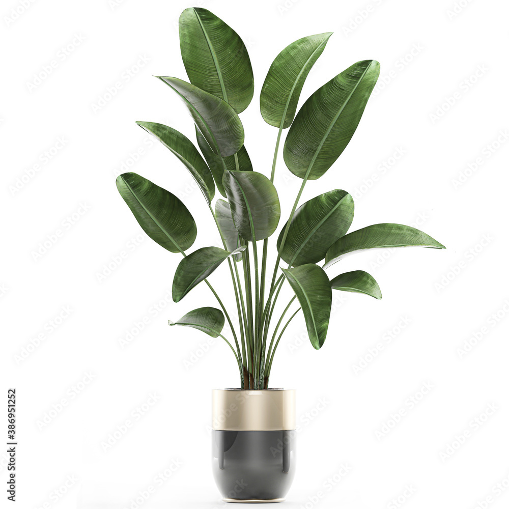 Banana palm in a pot on a white background Banana palm in a pot on a white background