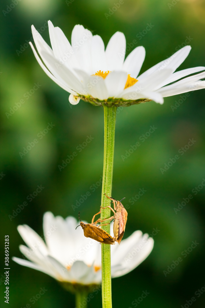 Shield bugs mateing (lat. Pentatomoidea) Shield bugs mateing (lat. Pentatomoidea)