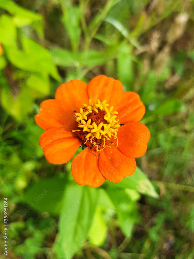 Orange Zinnia (in german Große Zinnie) Zinnia elegans jacq. Orange Zinnia (in german Große Zinnie) Zinnia elegans jacq.
