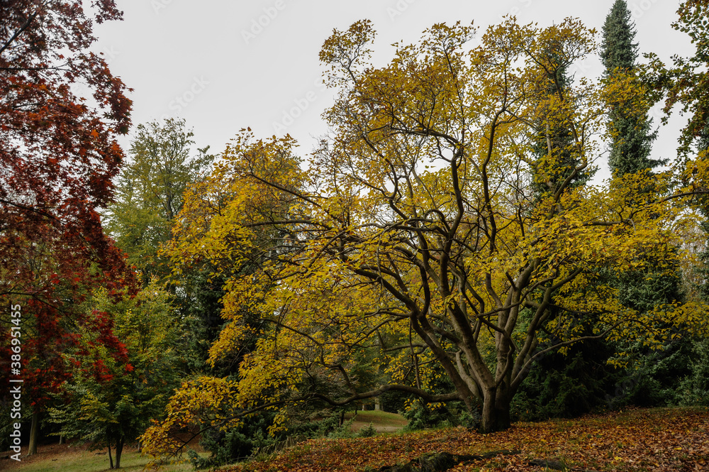 alberi in foliage al parco della Burcina, biellese, italia