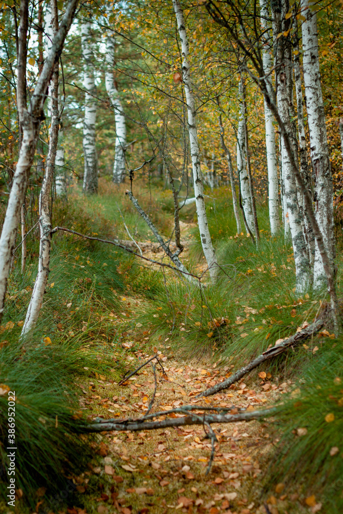 Obraz premium autumn forest in the morning