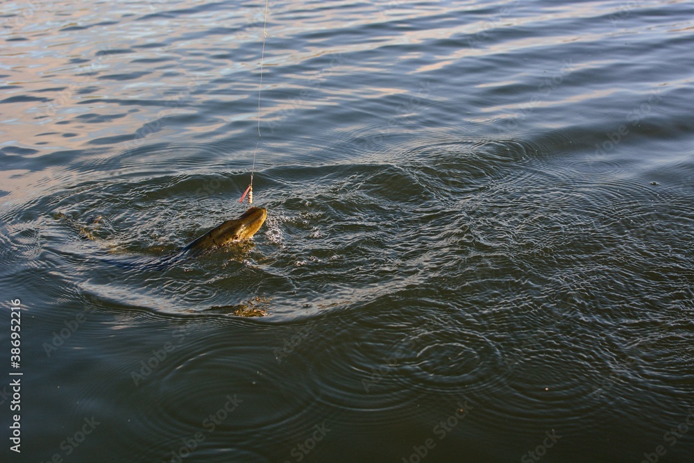 Fototapeta premium Summer fishing, pike fishing, spinning on the lake