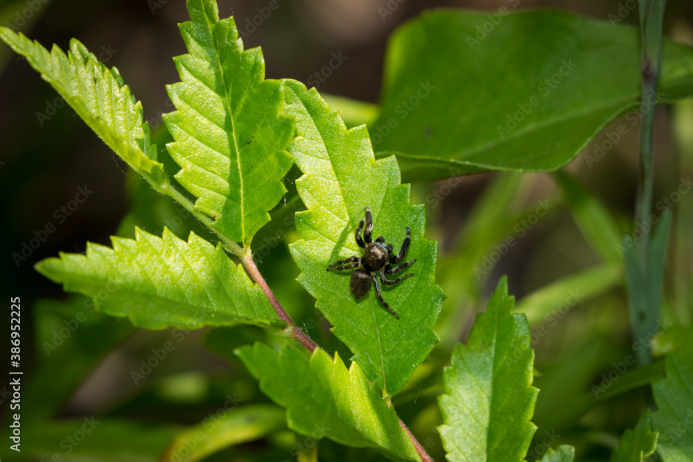 Jumping spider (of the family
Salticidae) Jumping spider (of the family
Salticidae)