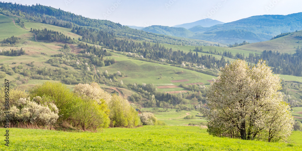 Spring evening landscape with green fields and hills of the Carpathian Mountains
