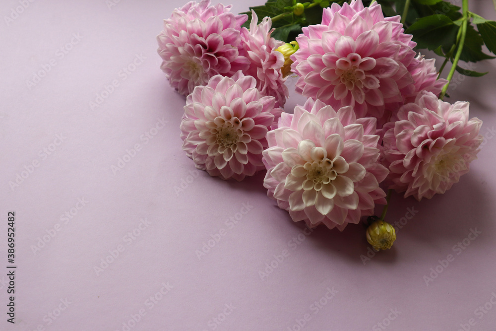 Pink dahlias lie on a light pastel background, close-up, side view, space for text - the concept of pleasant floral gifts on holidays Pink dahlias lie on a light pastel background, close-up, side view, space for text - the concept of pleasant floral gifts on holidays