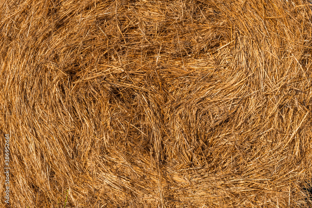 Hay texture golden straws close-up bulgaria sunny orange yellow nature ecology rural sharp focus Hay texture golden straws close-up bulgaria sunny orange yellow nature ecology rural sharp focus
